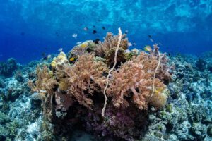 pemuteran underwater 1