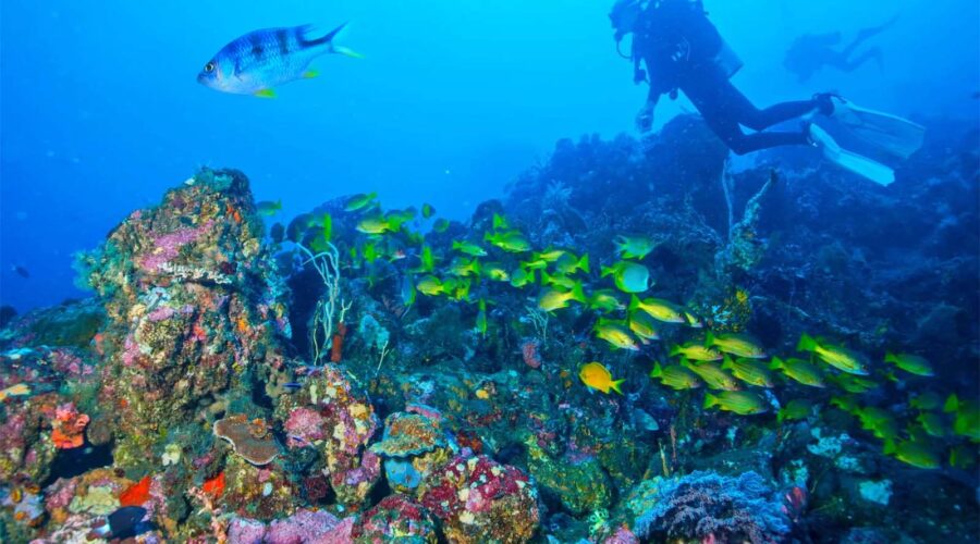 Diving Amed
